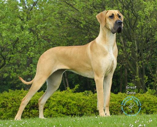 Great Dane 9T088D-027.jpg